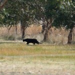El misterio de los Alien Big Cats de los bosques de Inglaterra