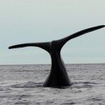 ballena rocuales