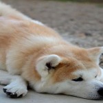 Akita, el distinguido y fiel perro japonés