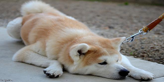 Akita, el distinguido y fiel perro japonés Supercurioso