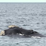 3 singularidades desconocidas sobre las ballenas