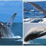 3 singularidades desconocidas sobre las ballenas