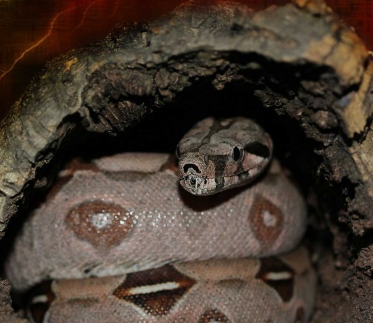 El secreto de la Boa Constrictor