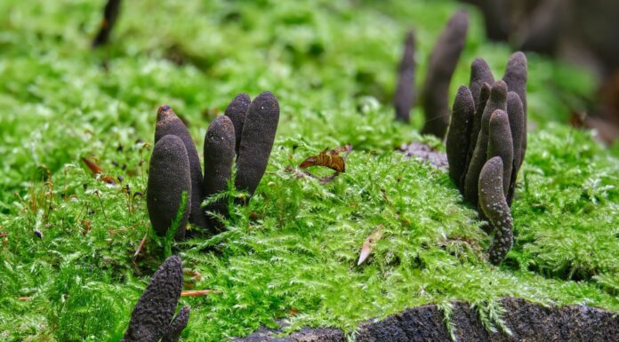 hongos más raros del mundo