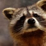 animales curiosos