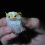 Descubre a los adorables murciélagos blancos