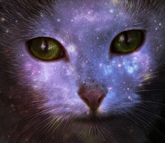 La gatita Broken, un caso del que tomar conciencia La gatita Broken, un caso del que tomar conciencia