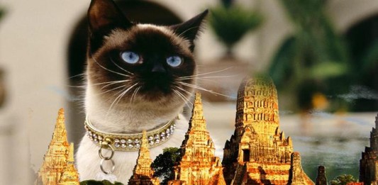 La historia de los gatos siameses los reyes de Tailandia Copy