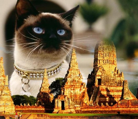 La historia de los gatos siameses, adorados por los reyes de Tailandia La historia de los gatos siameses los reyes de Tailandia Copy