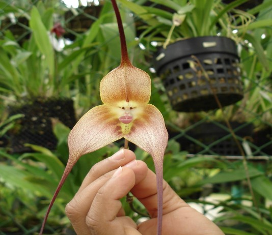Drácula Simia, un tipo de orquídea asombrosa