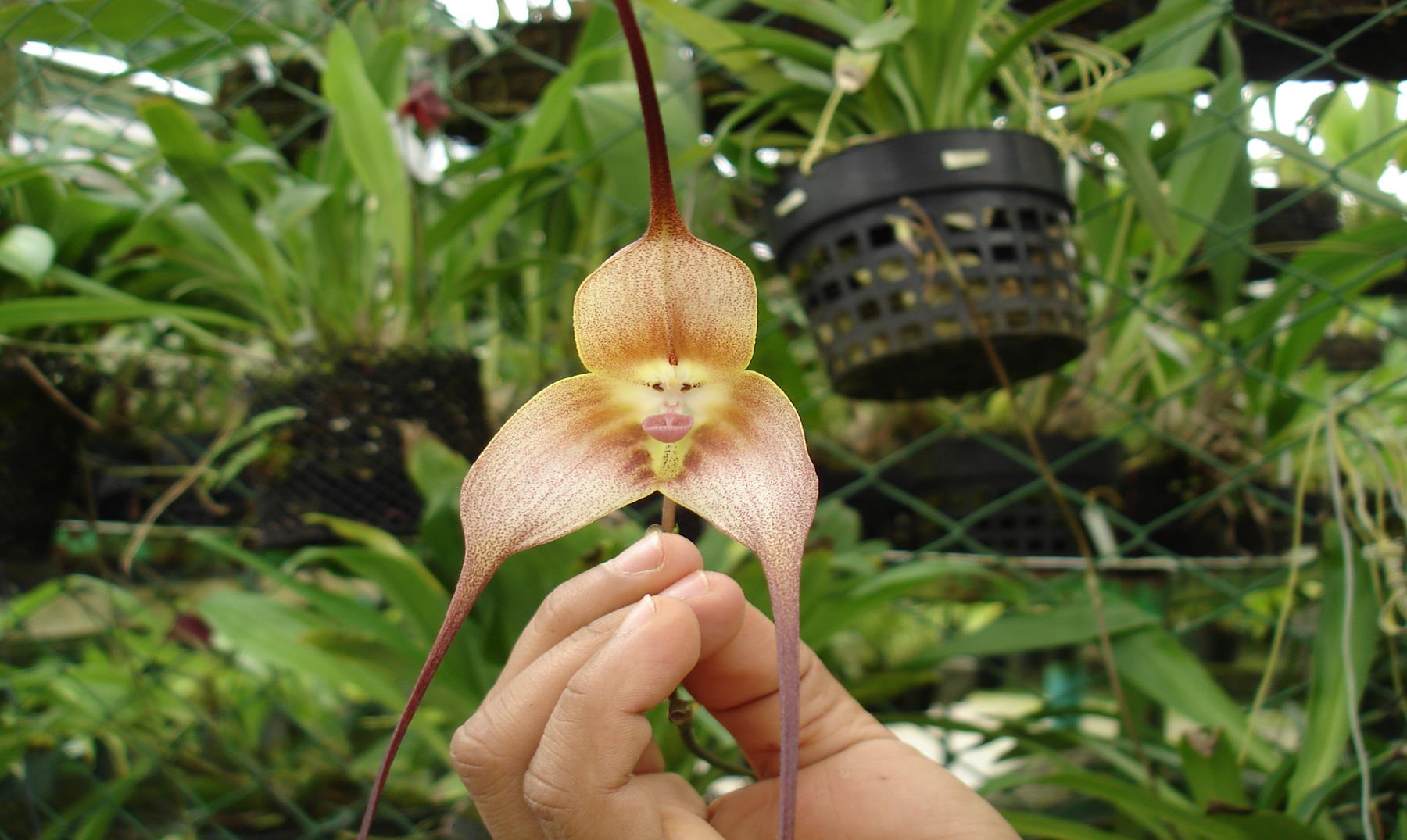 Drácula Simia, un tipo de orquídea asombrosa