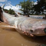 Pez gato gigante del Mekong