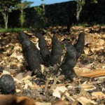 Xylaria polymorpha