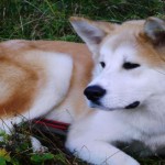 Akita, el distinguido y fiel perro japonés