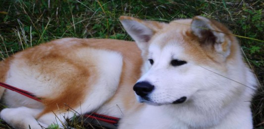 Akita, el distinguido y fiel perro japonés Akita, el distinguido y fiel perro japonés
