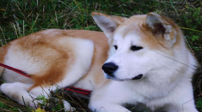 Akita, el distinguido y fiel perro japonés