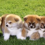Akita, el distinguido y fiel perro japonés