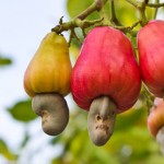 anacardos planta