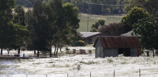 El día en que un pueblo amaneció cubierto por telas de araña El día en que un pueblo amaneció cubierto por telas de araña