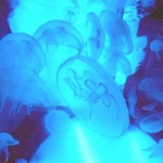 ¡ALERTA! ¡El animal más venenoso del mundo!