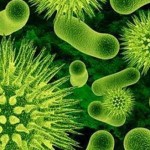 bacterias