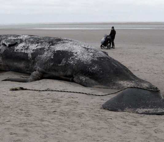 El fenómeno que está matando a docenas de ballenas El fenómeno que está matando a docenas de ballenas