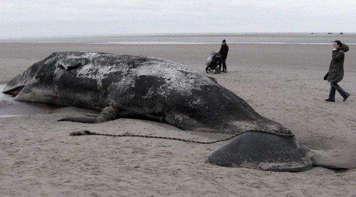 El fenómeno que está matando a docenas de ballenas