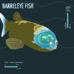 barreleyefish