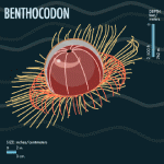 benthocodon