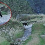 El misterio de los Alien Big Cats de los bosques de Inglaterra