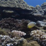corales