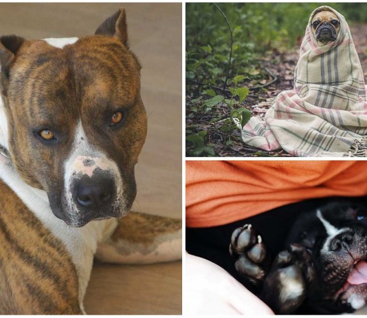 ¿Sabías que tu perro odia todo esto?