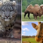 15 curiosidades de animales que te asombrarán