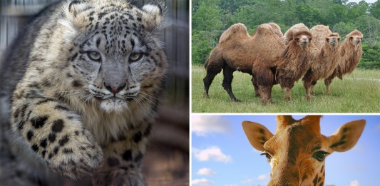25 curiosidades de animales que seguramente te asombrarán 15 curiosidades de animales que te asombrarán