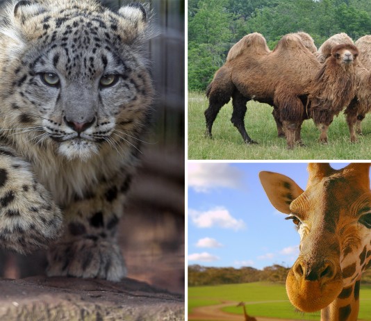 15 curiosidades de animales que te asombrarán