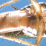 curiosidades de animales, como son los huevos de cucaracha