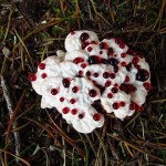 Hydnellum peckii