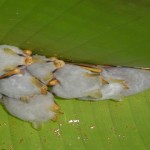 Descubre a los adorables murciélagos blancos