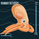 dumbo octopus