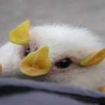 Descubre a los adorables murciélagos blancos