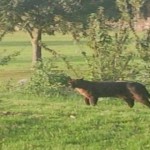 El misterio de los Alien Big Cats de los bosques de Inglaterra