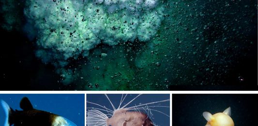 10 criaturas increíbles de la Fosa de las Marianas