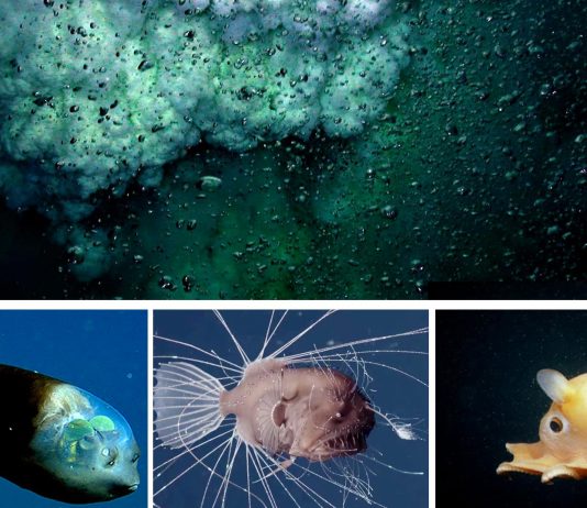 10 criaturas increíbles de la Fosa de las Marianas | Ocultas en el abismo 10 criaturas increíbles de la Fosa de las Marianas