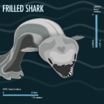 frilled shark