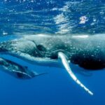 curiosidades de las ballenas