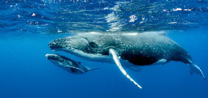 curiosidades de las ballenas