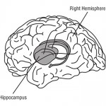 hipocampo