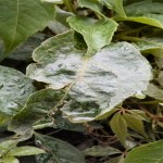 hoja