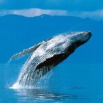 humpback-whale-breaching-picture-id627777028