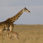 jirafas